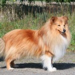 FI MVA Sheltie Lin's Golden Wonder | Kuva: Sari Kärki